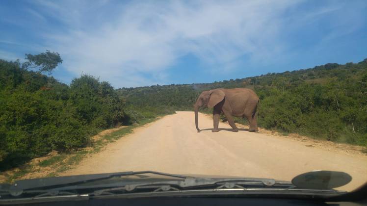 addo1